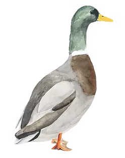 Decorative duck illustration